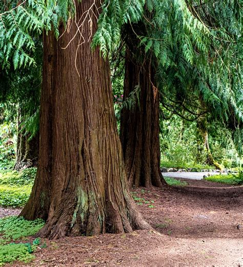 Tanaman Pohon Cedar Aras: Panduan Lengkap untuk Menanam dan Merawatnya